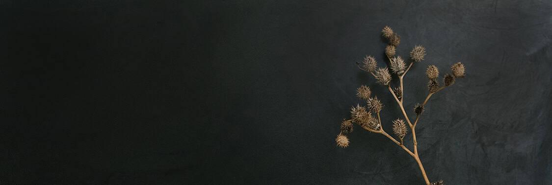 Dry plant branch on a dark textured background